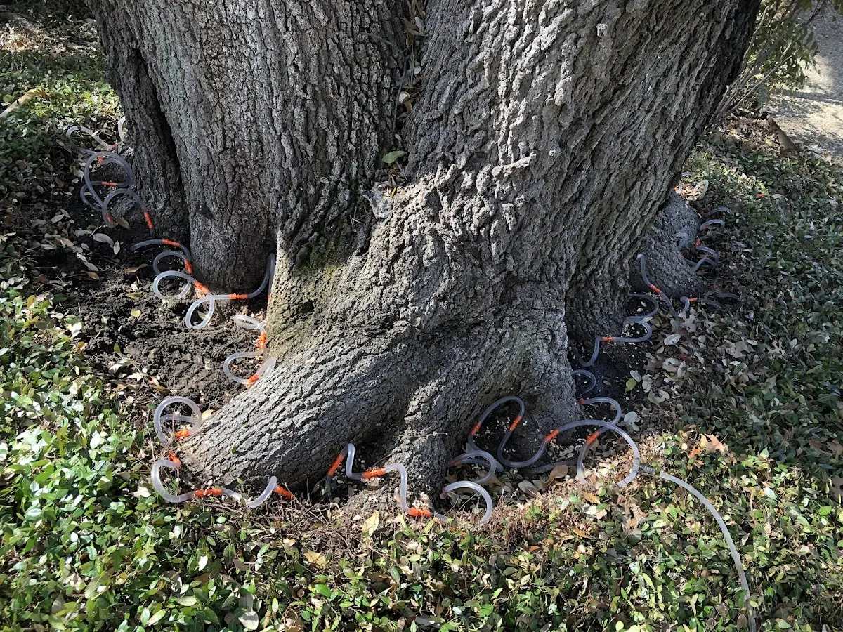 Detailed Tree Cabling and Bracing job site in Gormania