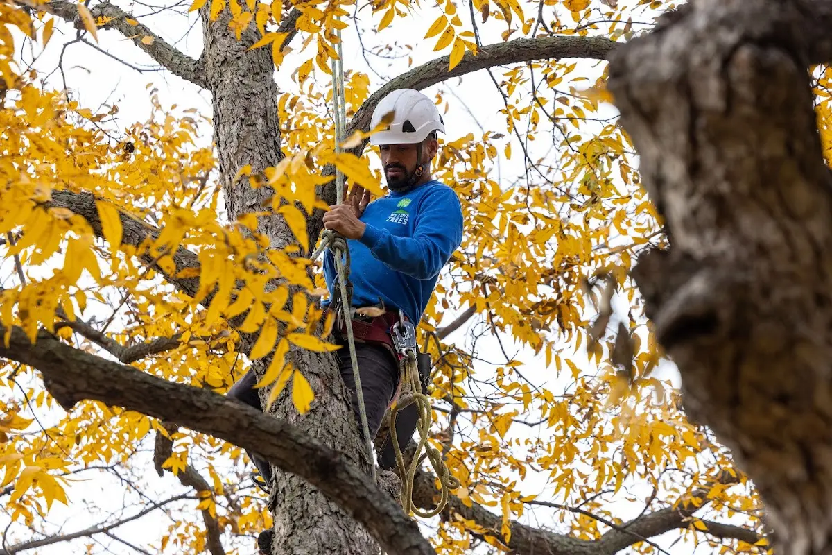 Skilled Storm Damage Cleanup crew working in Gormania